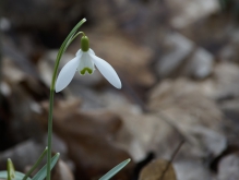 Leises Frühlingleuten (Schneeglöckchenblüte)