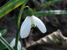 Leuchtendes Frühlingsglöckchen 