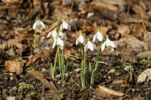 Leuten im Vorfrühling