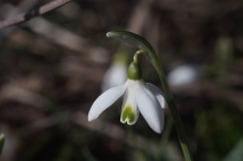 Lichtmessglöckchen- Blüte