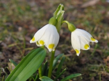 Schneeglöckchen im Frühling 1