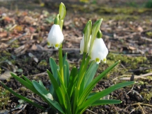 Schneeglöckchen im Frühling 2