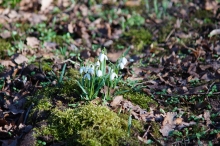 Schneeglöckchen im Moos