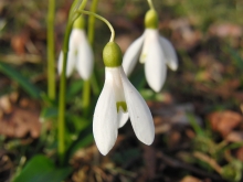 Schönes Februar Mädchen