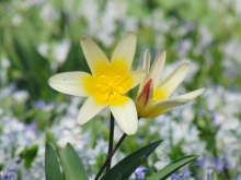 Frühblüher