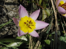 Zwergtulpe rosa gelb