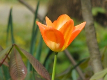 Orange Tulpe