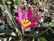 Frühblüher