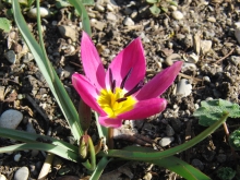 Rosa Zwergtulpe