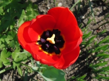 Rote Tulpe