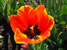 Tulpe orange