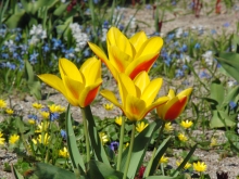 Tulpen gelb-orange