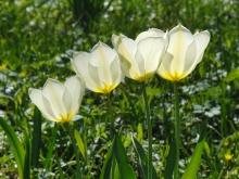 Weisse Federtulpe 2