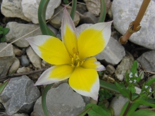 Zwergtulpe gelb-weiss