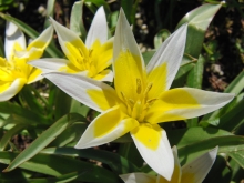 Tulpen