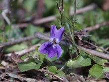 Kleine Veilchenblüte