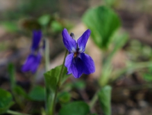 Kleines blaues Veilchen