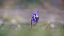 Riecht nach Frühling 