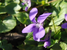 Veilchen  lila leuchten 1