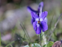 Zarte Veilchenblüte