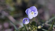 Faden-Ehrenpreis Blüten