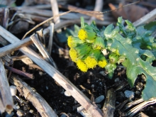 Weitere Frühlingsblumen