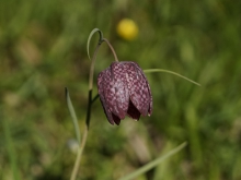 Schachblume