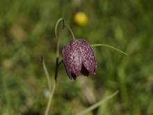 Schachblume