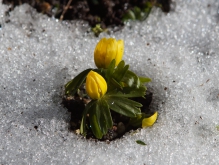 Die Winterlinge kommen