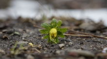 Die Winterlinge kommen