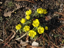 Kleine Gruppe von Winterlingen