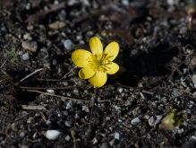 Kleiner gelber Frühlingsbote