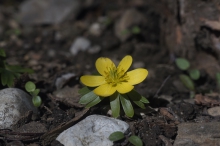 Schöner Winterling