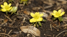 Wintelinge die ersten Frühlingsboten