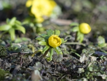 Winterling am Aufblühen