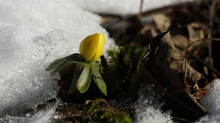 Winterlingknospe kommt raus