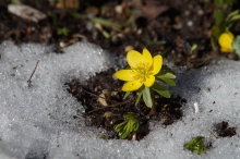 Winterling im getauten Schnee