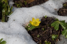 Winterlingblüte im Schneeloch