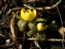 Winterlinge erwachen