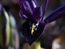  Zwergirisblüte mit Wassertropfen