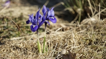 Blaue schönheit im Stroh