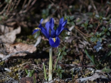 Blaue Zwergiris solo