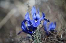 Blaues leuchten