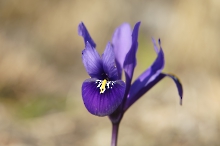 Schönheit im Vorfrühling