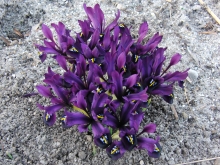 Violette Zwergiris-Gruppe
