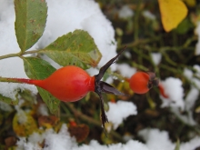 Herbstimpressionen, Laub & Früchte
