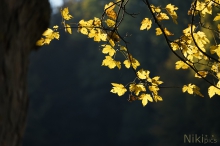 Herbstgold