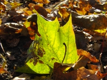 Leuchtendes Herbstblatt