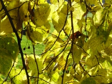 Lindenblätter im Herbst 1