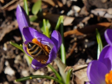 Ab in den Krokus